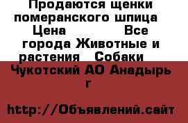 Продаются щенки померанского шпица › Цена ­ 45 000 - Все города Животные и растения » Собаки   . Чукотский АО,Анадырь г.